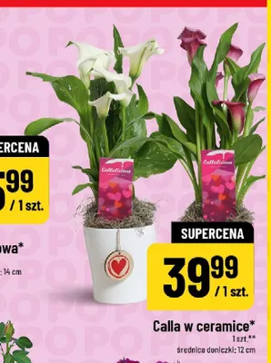 Calla w ceramice średnica doniczki 12cm promocja w POLOmarket