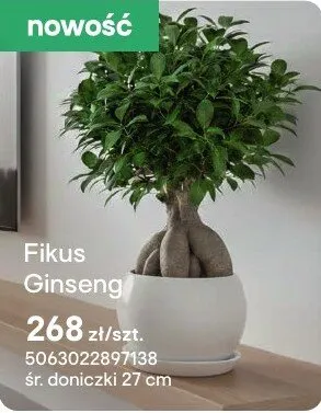 Fikus Ginseng promocja w Castorama