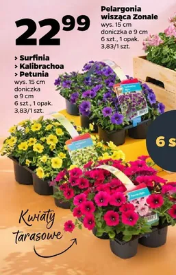 Pelargonia wisząca Zonale promocja w Netto