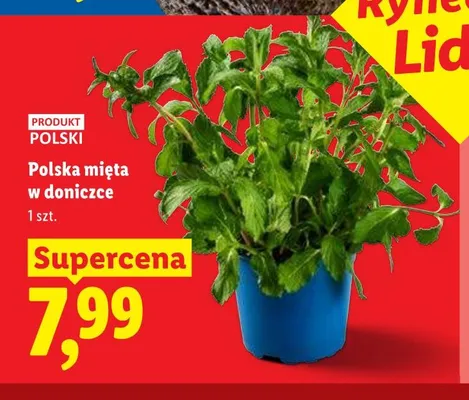 Polska mięta w doniczce promocja w Lidl