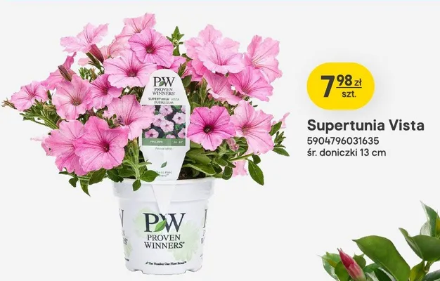 Supertunia Vista PROVEN WINNERS śr. doniczki 13cm promocja w Castorama