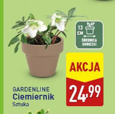 Ciemiernik Gardenline promocja w Aldi