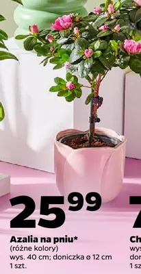 Azalia na pniu (różne kolory) promocja w Netto