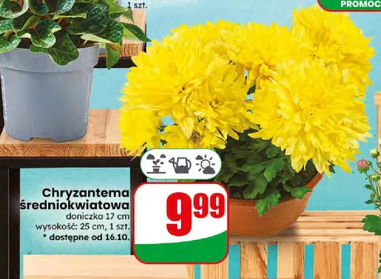 Chryzantema średniokwiatowa promocja w Dino