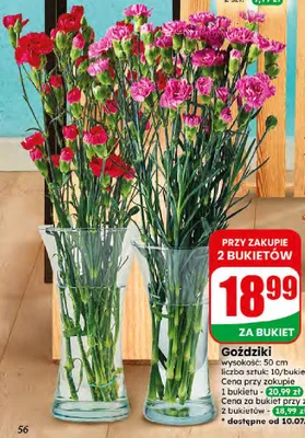 Goździki promocja w Dino