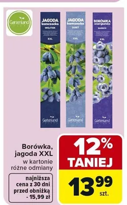 Borówka, jagoda XXL w kartonie różne odmiany promocja w Carrefour