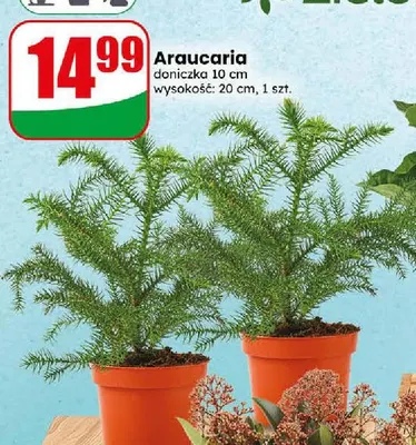 Araucaria promocja w Dino