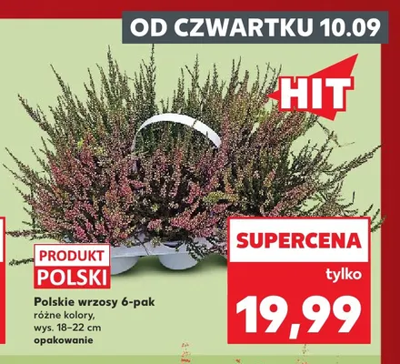 Polskie wrzosy 6-pak promocja w Kaufland