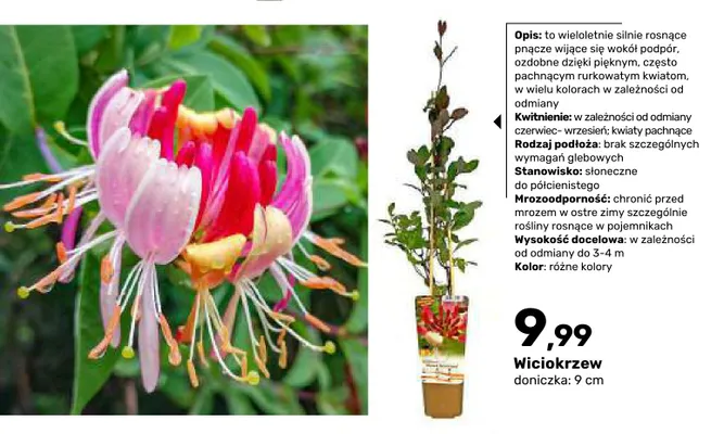 Wiciokrzew promocja w Bricomarche