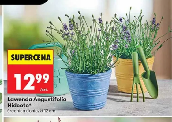 Lawenda Angustifolia Hidcote średnica doniczki 12 cm promocja w Biedronka