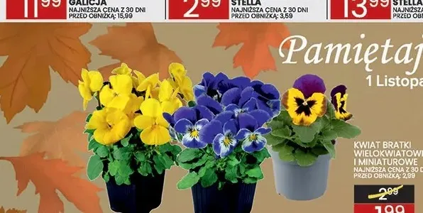 Kwiat bratki miniaturowe promocja w Wafelek
