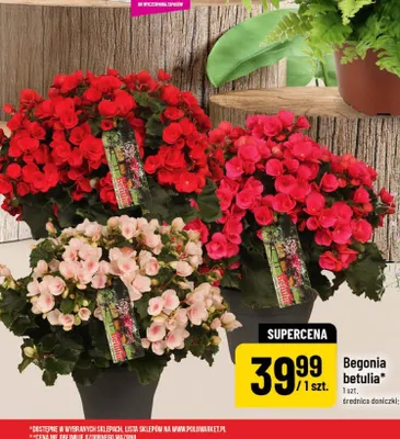 Begonia betulia promocja w POLOmarket