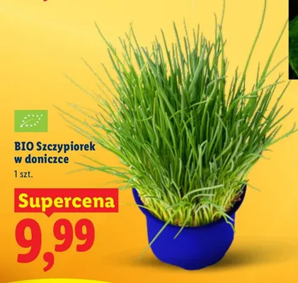 Szczypiorek w doniczce BIO Lidl promocja w Lidl