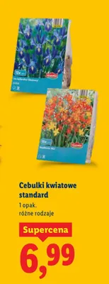 Cebulki kwiatowe standard promocja w Lidl