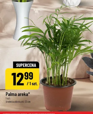 Palma areka promocja w POLOmarket