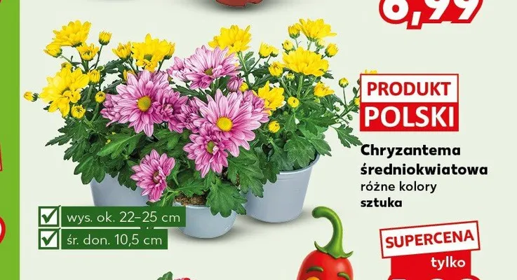 Chryzantema średniokwiatowa promocja w Kaufland