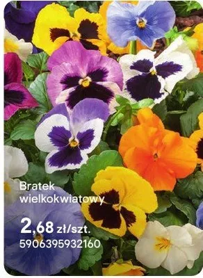 Bratek wielkokwiatowy promocja w Castorama