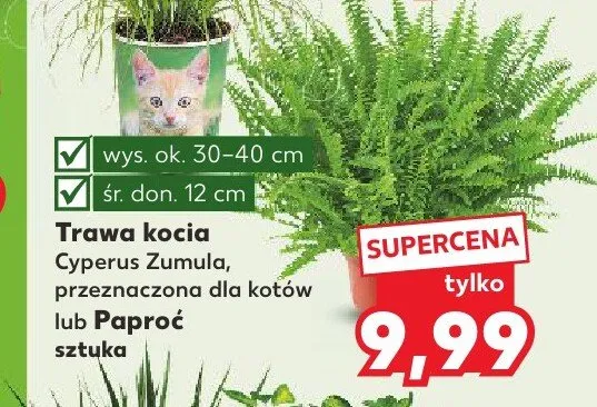 Trawa kocia Cyperus Zumula promocja w Kaufland