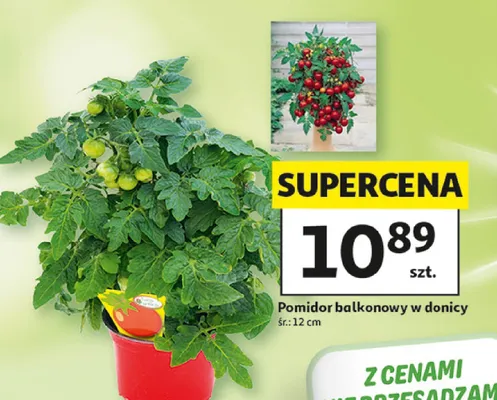 Pomidor balkonowy w donicy promocja w Auchan