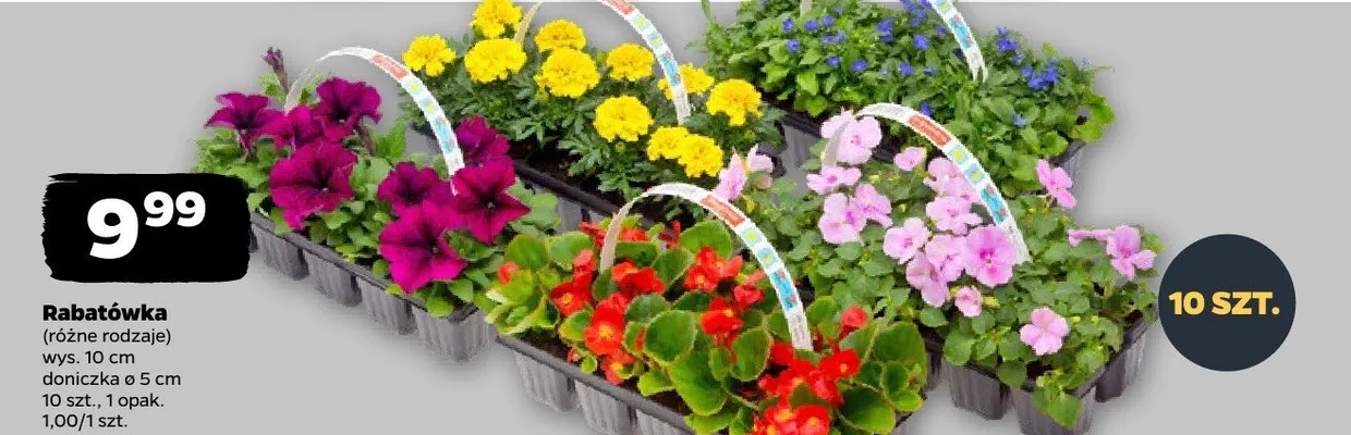 Rabatówka (różne rodzaje) promocja w Netto