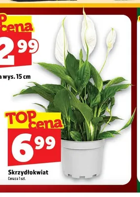 Skrzydłokwiat promocja w TOPAZ