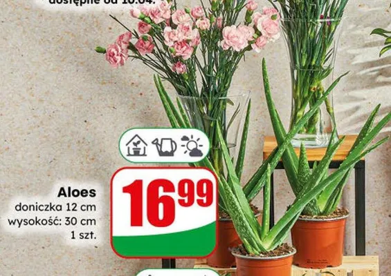 Aloes doniczka 12 cm wysokość: 30 cm promocja w Dino