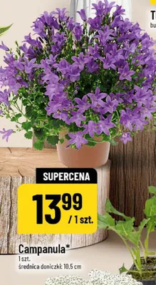 Campanula średnica doniczki 10.5cm promocja w POLOmarket