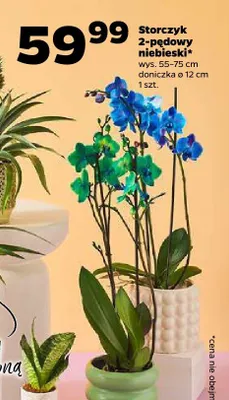 Storczyk 2-pędowy niebieski promocja w Netto