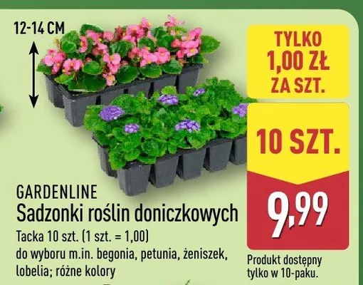 Sadzonki roślin doniczkowych promocja w Aldi