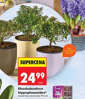 Rhododendron hippophaeoides 19 cm promocja w Biedronka