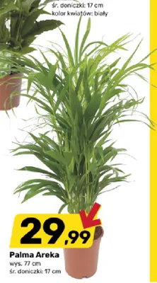 Palma Areka promocja w Bricomarche
