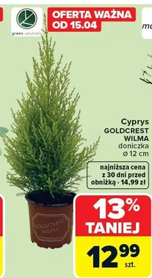 Cyprys goldcrest wilma doniczka ø 12 cm promocja w Carrefour