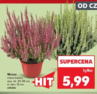 Wrzos promocja w Kaufland