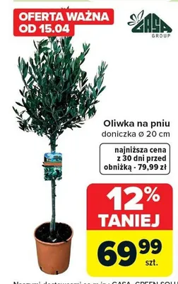 Oliwka na pniu doniczka ø 20 cm promocja w Carrefour