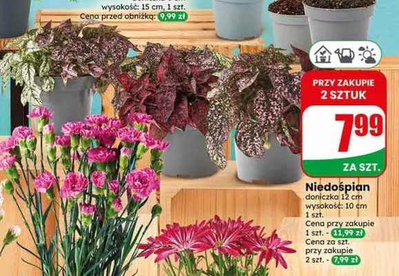 Niedośpian promocja w Dino