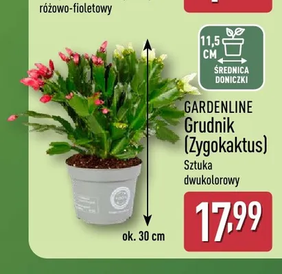 Grudnik (Zygokaktus) Gardenline promocja w Aldi