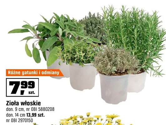 Zioła włoskie promocja w OBI