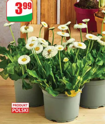 Stokrotka doniczka 11 cm  promocja w Dino