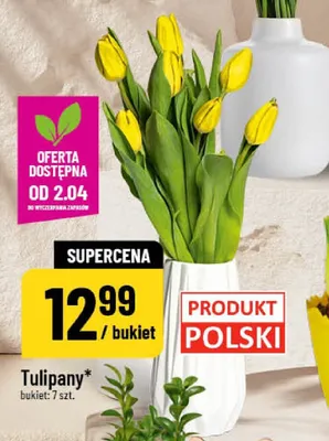 Tulipany promocja w POLOmarket