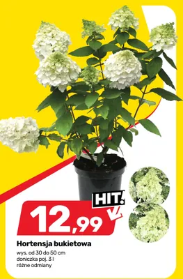 Hortensja bukietowa promocja w Bricomarche