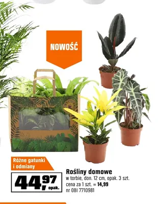 Rośliny domowe w torbie don. 12 cm 3-pak promocja w OBI