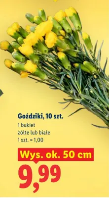 Goździki, bukiet 10 szt., żółte lub białe promocja w Lidl
