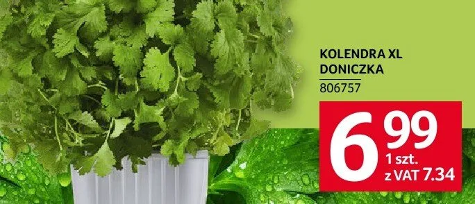 Kolendra XL doniczka promocja w Selgros