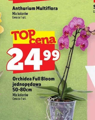 Orchidea Full Bloom jednopędowa 50-80 cm promocja w TOPAZ