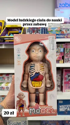 Model ludzkiego ciała Human Body promocja w Pepco