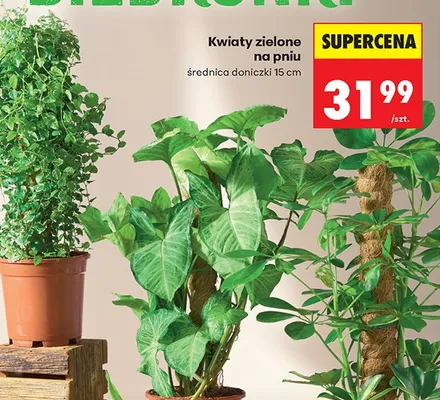 Kwiaty zielone na pniu promocja w Biedronka