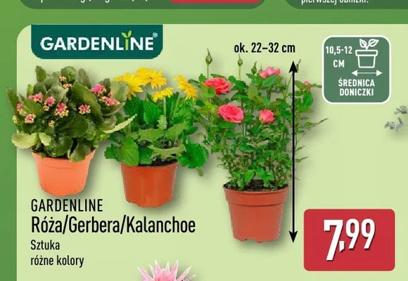Gerbera Gardenline promocja w Aldi
