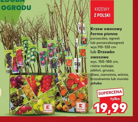 Drzewko owocowe śliwa promocja w Kaufland