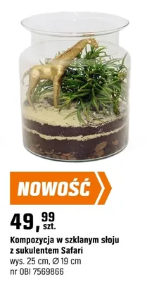 Kompozycja w szklanym słoju z sukulentem Safari promocja w OBI