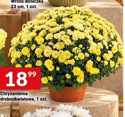 Chryzantema drobnokwiatowa promocja w Twój Market